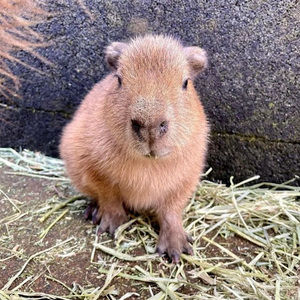 Meet your Posher, Thian